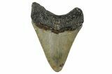 Serrated, Fossil Megalodon Tooth - North Carolina #342207-1